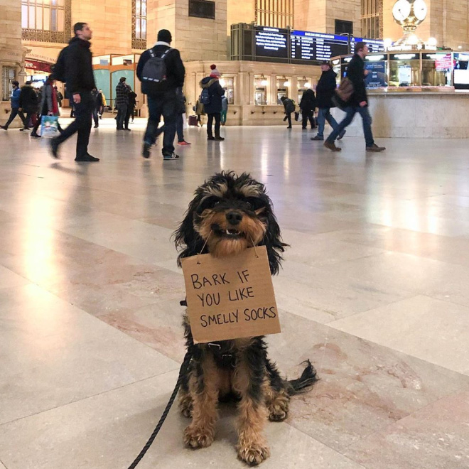 Brave protesting dog.