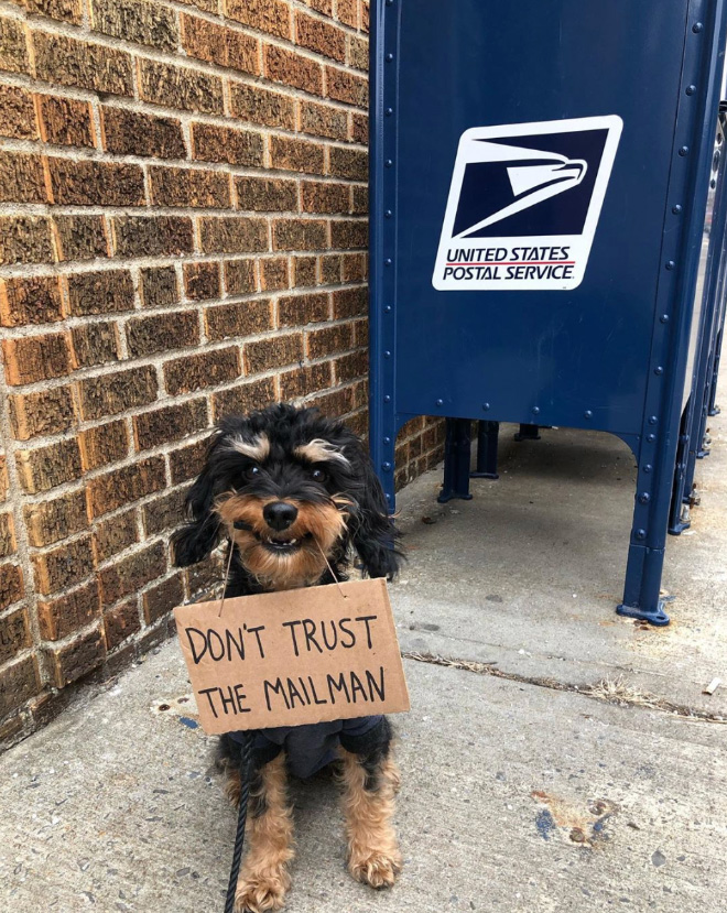 Brave protesting dog.