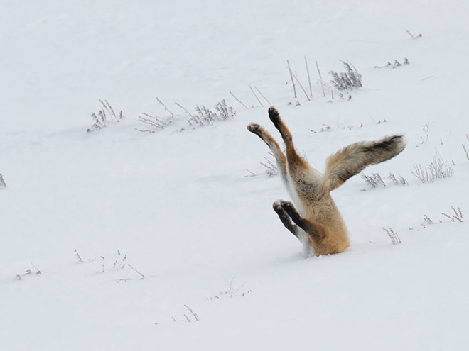 Funny wildlife photo fail.