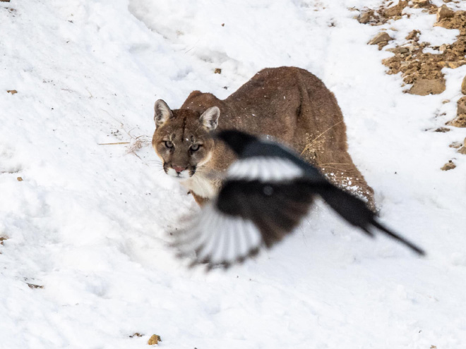 Funny wildlife photo fail.