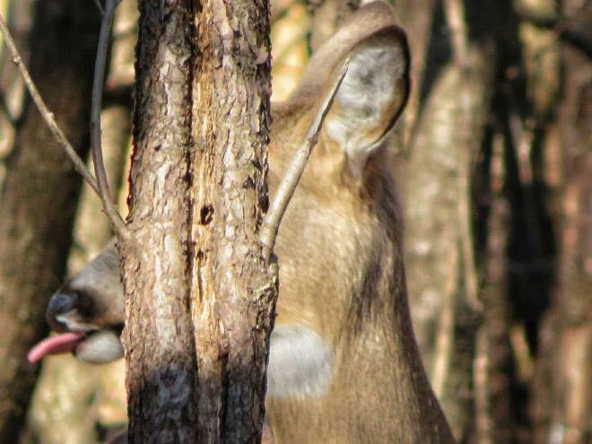 Funny wildlife photo fail.