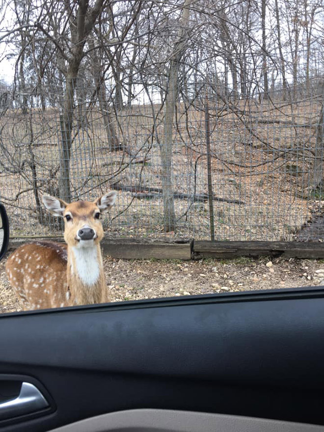 Funny wildlife photo fail.