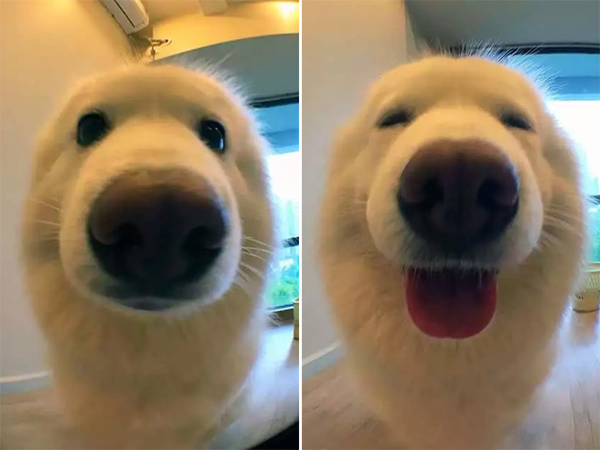 Before and after being told he's a good boy.