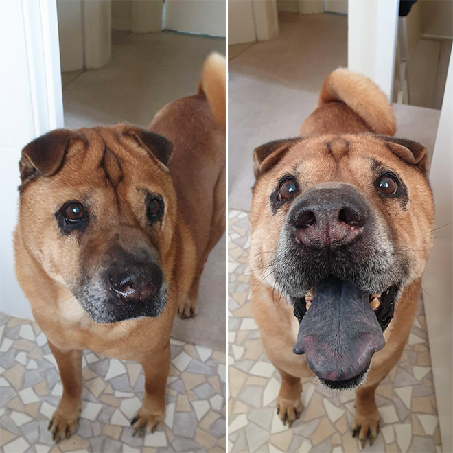 Before and after being told he's a good boy.