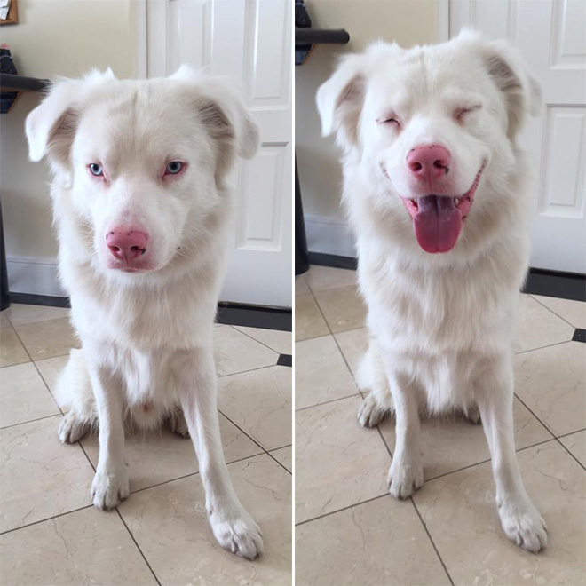 Before and after being told he's a good boy.