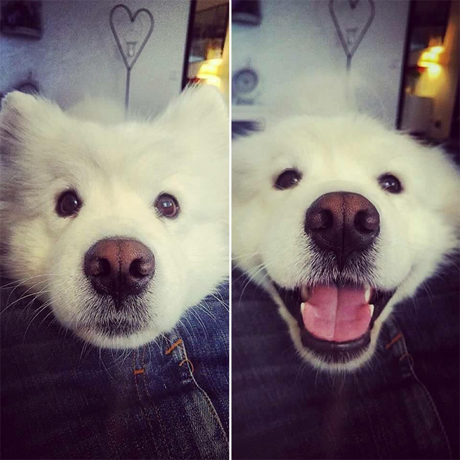 Before and after being told he's a good boy.