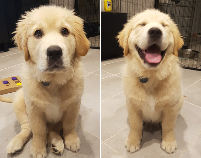 Before and after being told he's a good boy.