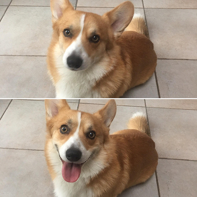 Before and after being told he's a good boy.