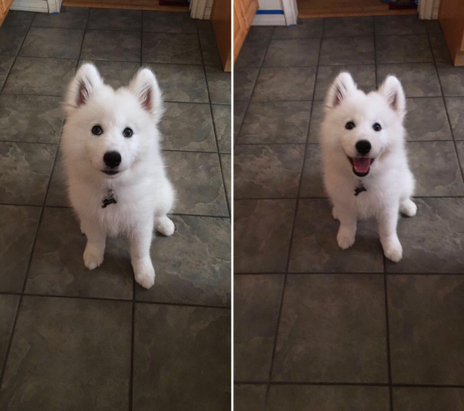 Before and after being told he's a good boy.