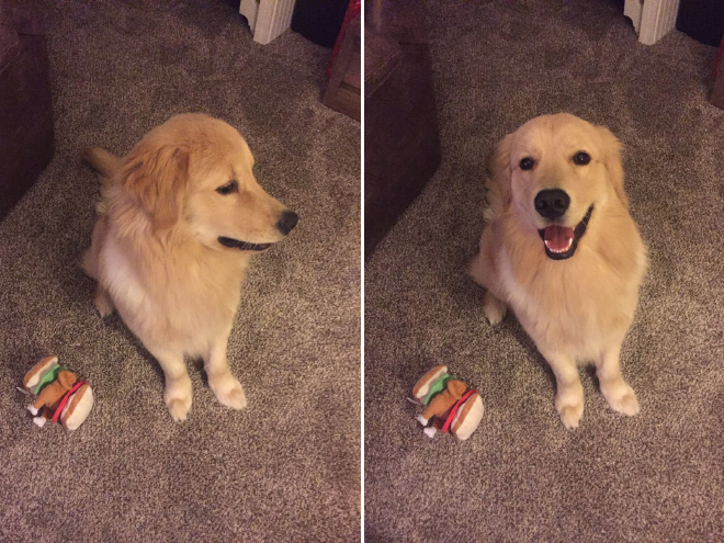 Before and after being told he's a good boy.