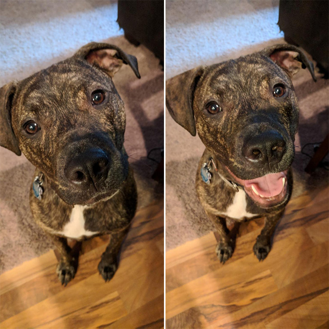 Before and after being told he's a good boy.