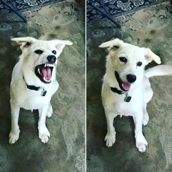 Before and after being told he's a good boy.