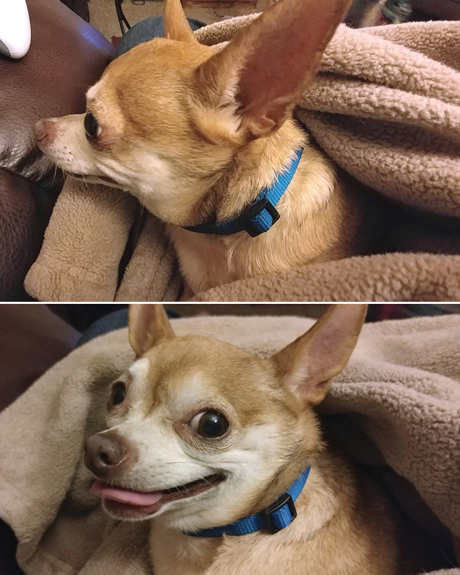 Before and after being told he's a good boy.