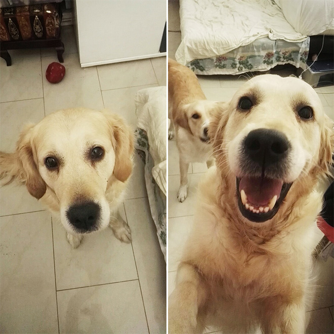 Before and after being told he's a good boy.