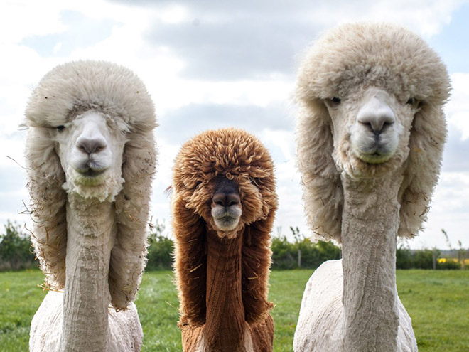 Alpacas have really classy hairstyles.