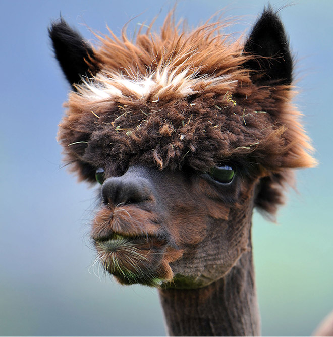 Alpacas have really classy hairstyles.