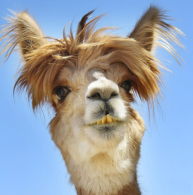 Alpacas have really classy hairstyles.