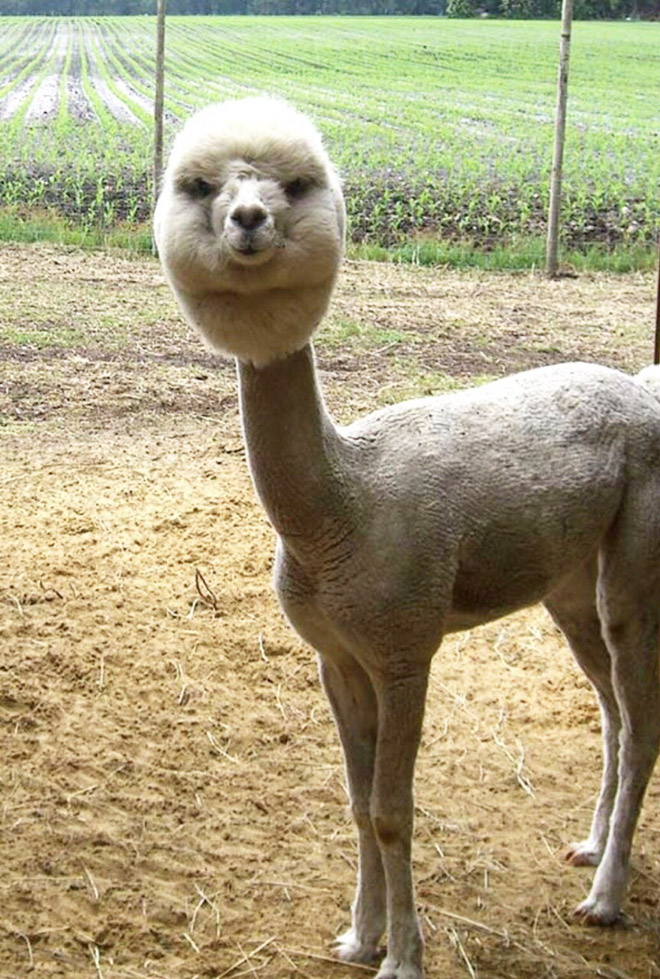 Alpacas have really classy hairstyles.