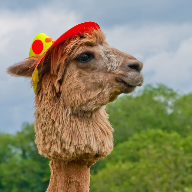 Alpacas have really classy hairstyles.