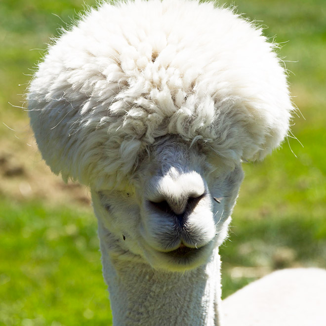 Alpacas have really classy hairstyles.