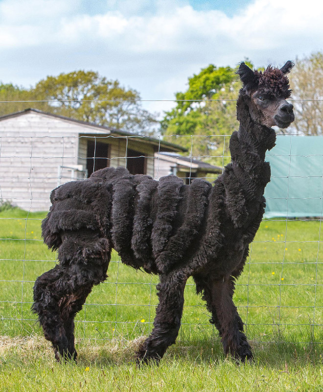 Alpacas have really classy hairstyles.