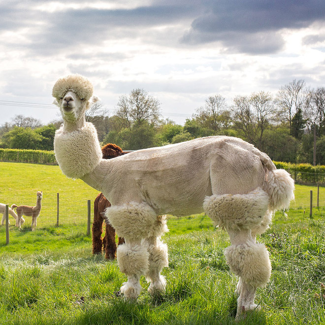 Alpacas have really classy hairstyles.