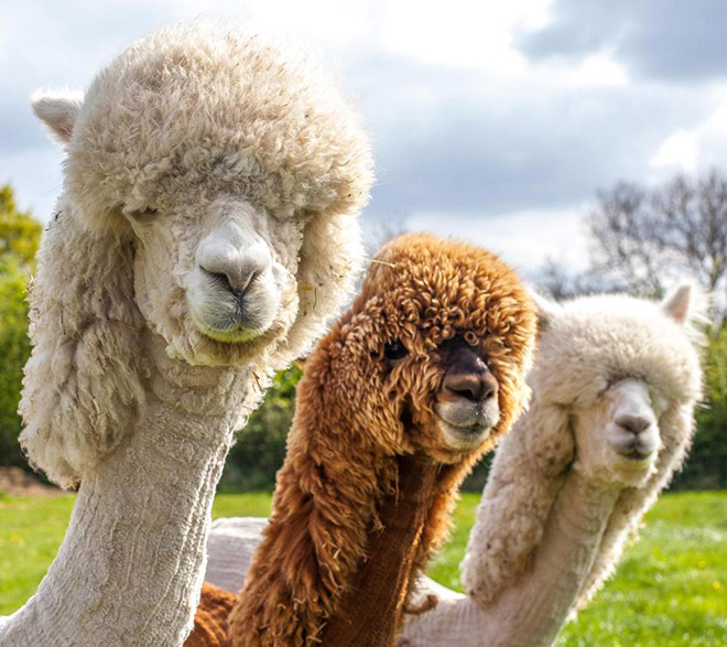 Alpacas have really classy hairstyles.