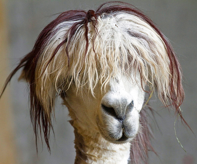 Alpacas have really classy hairstyles.