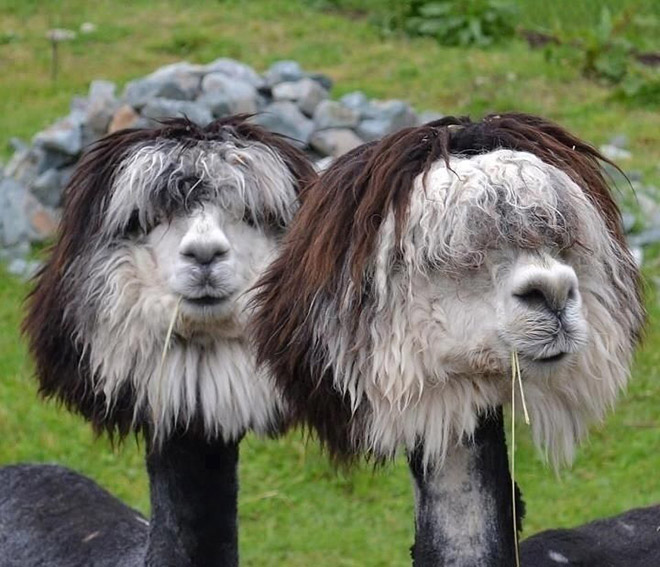 Alpacas have really classy hairstyles.