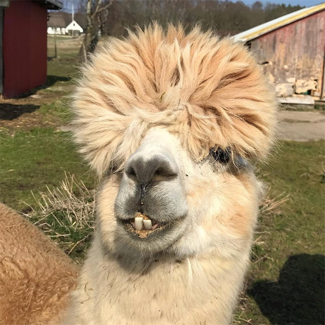 Alpacas have really classy hairstyles.