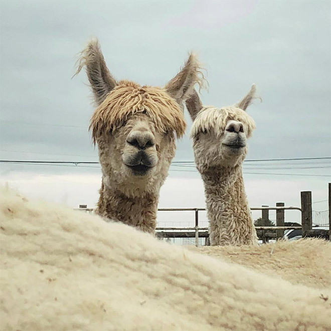 Alpacas have really classy hairstyles.