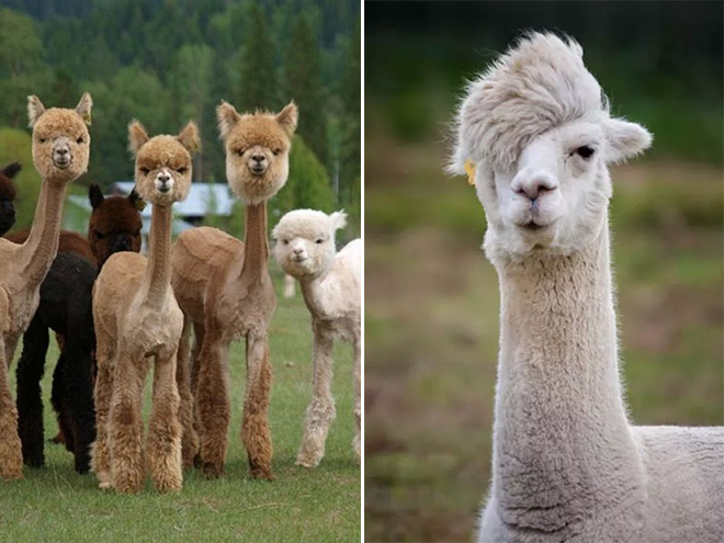 Alpacas have really classy hairstyles.