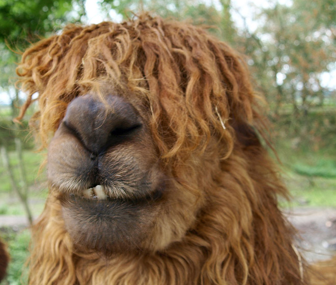 Alpacas have really classy hairstyles.