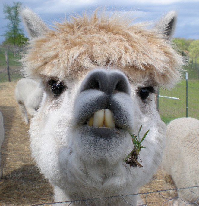 Alpacas have really classy hairstyles.