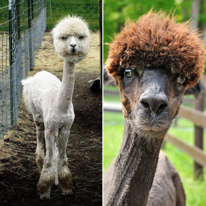 Alpacas have really classy hairstyles.