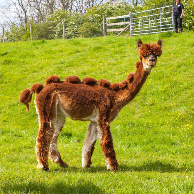 Alpacas have really classy hairstyles.