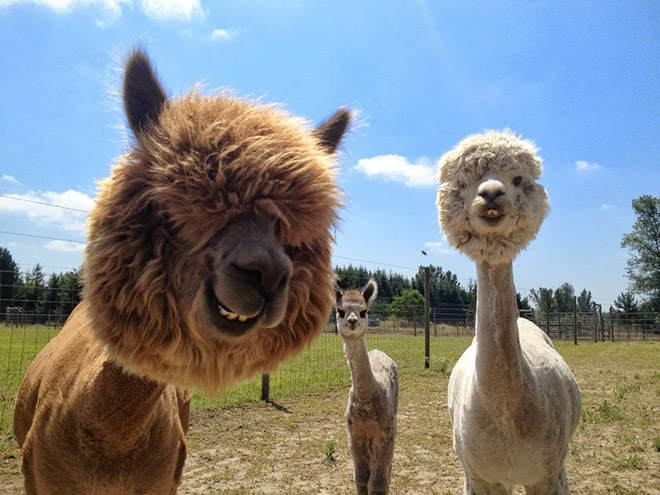 Alpacas have really classy hairstyles.