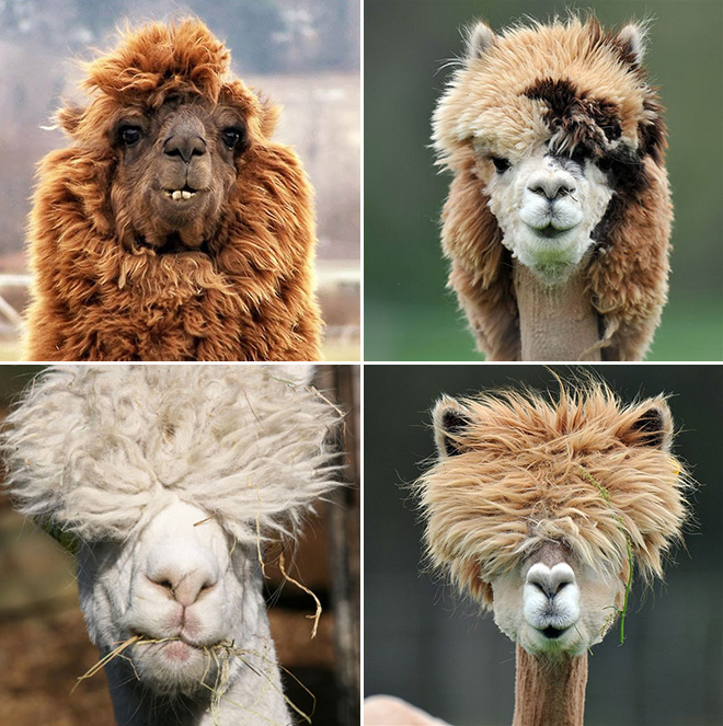 Alpacas have really classy hairstyles.