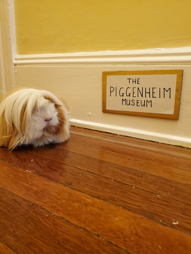 Guinea pig enjoying paintings.