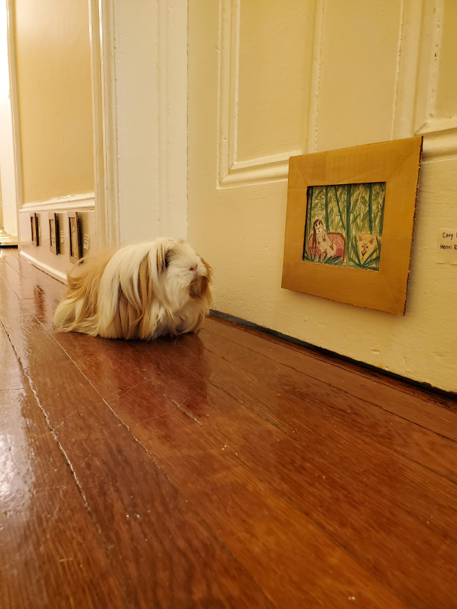 Guinea pig enjoying paintings.