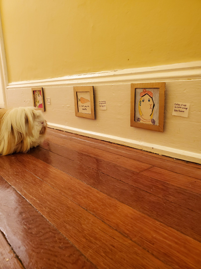 Guinea pig enjoying paintings.