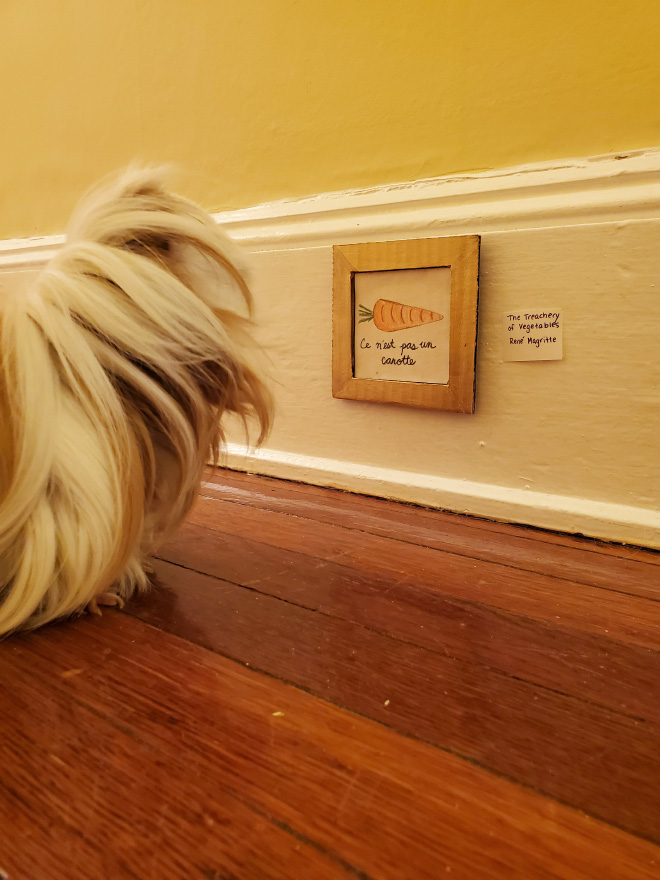 Guinea pig enjoying paintings.