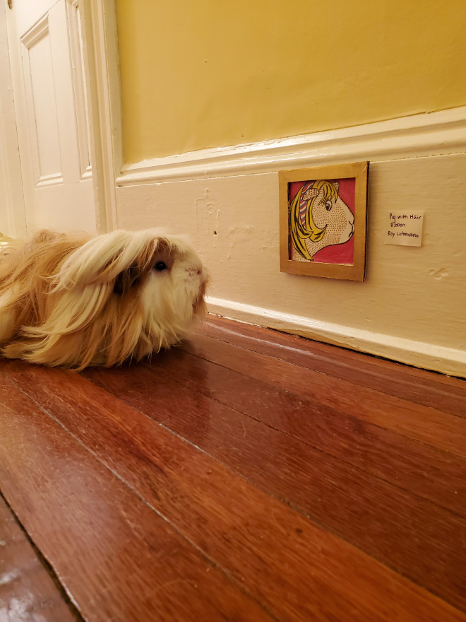 Guinea pig enjoying paintings.