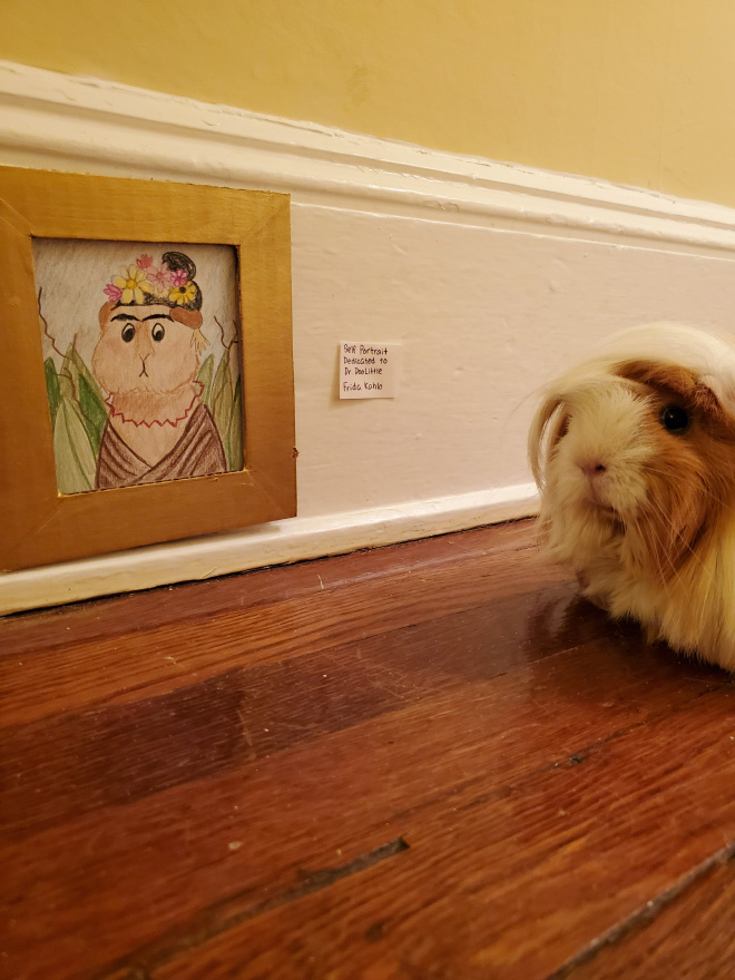 Guinea pig enjoying paintings.