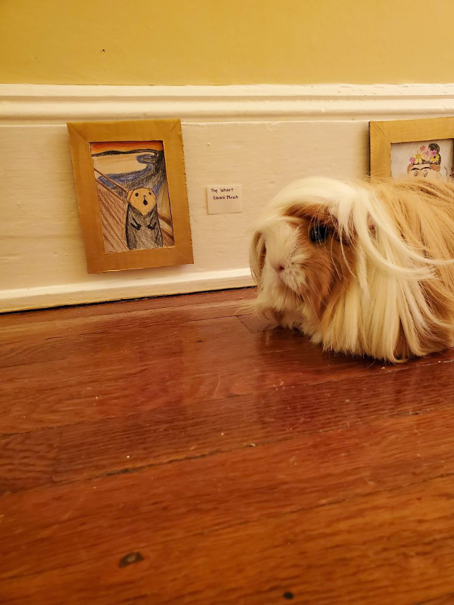 Guinea pig enjoying paintings.