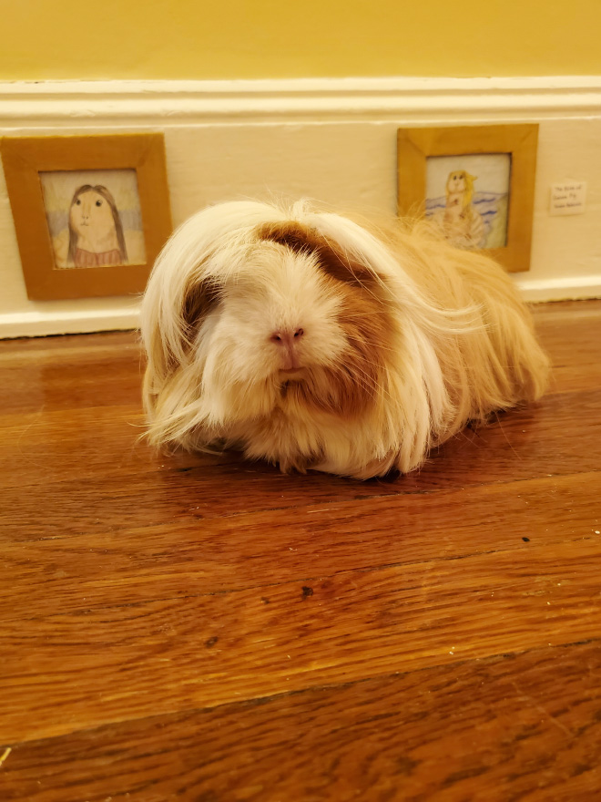 Guinea pig enjoying paintings.