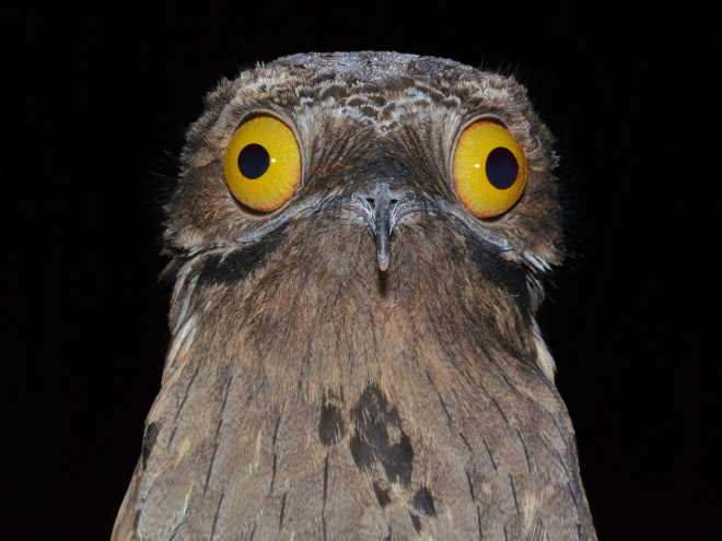 Potoo bird.