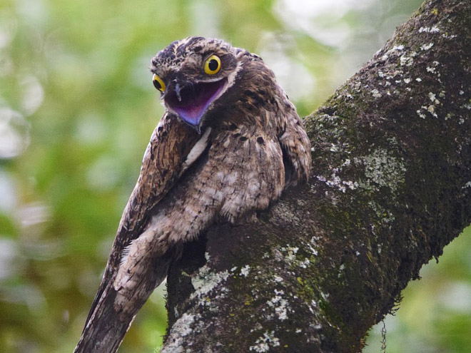 Potoo bird.