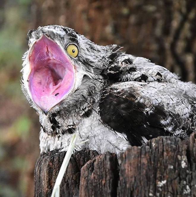 Potoo bird.