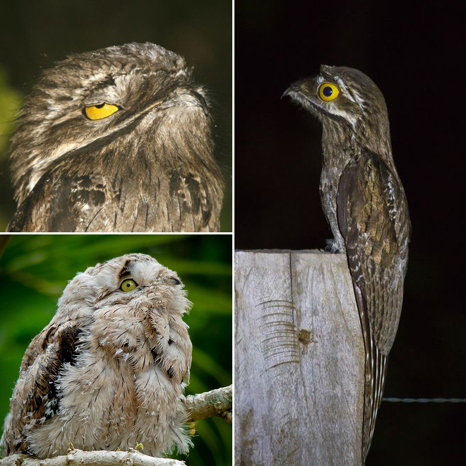 Potoo bird.